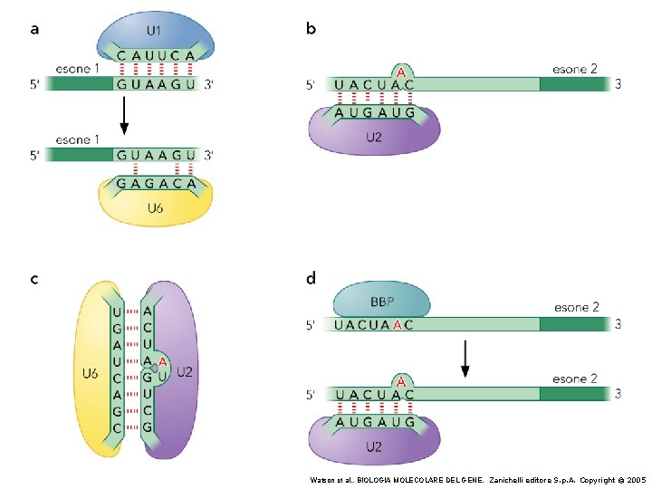 Watson et al. , BIOLOGIA MOLECOLARE DEL GENE, Zanichelli editore S. p. A. Copyright