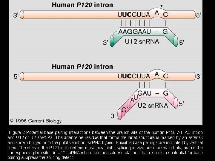 Figure 2 Potential base pairing interactions between the branch site of the human P
