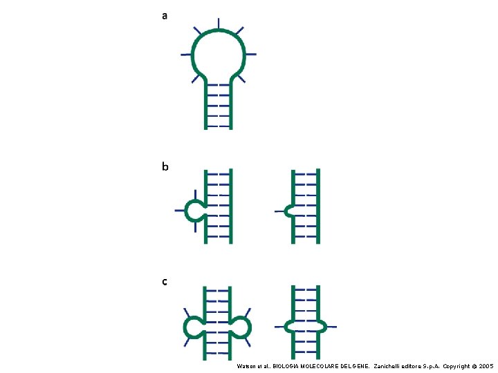 Watson et al. , BIOLOGIA MOLECOLARE DEL GENE, Zanichelli editore S. p. A. Copyright