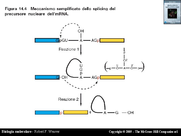 Biologia molecolare - Robert F. Weaver Copyright © 2005 – The Mc. Graw-Hill Companies