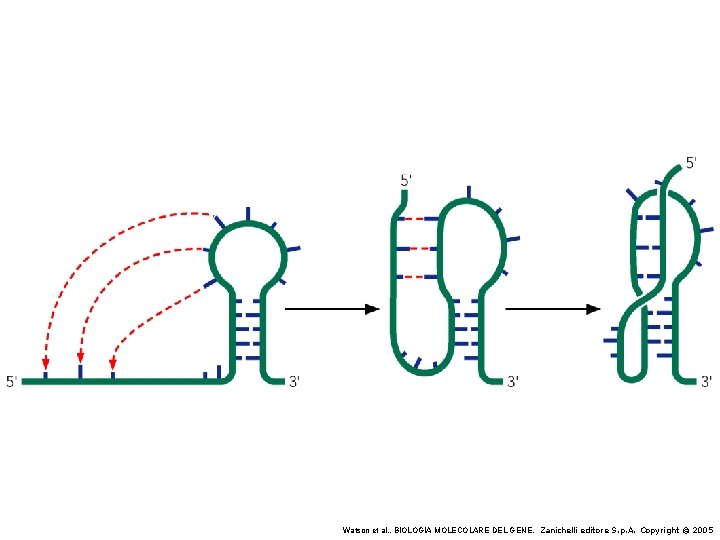 Watson et al. , BIOLOGIA MOLECOLARE DEL GENE, Zanichelli editore S. p. A. Copyright