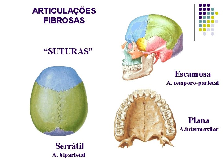 ARTICULAÇÕES FIBROSAS “SUTURAS” Escamosa A. temporo-parietal Plana A. intermaxilar Serrátil A. biparietal 