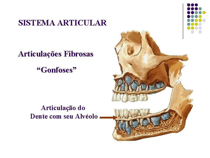 SISTEMA ARTICULAR Articulações Fibrosas “Gonfoses” Articulação do Dente com seu Alvéolo 