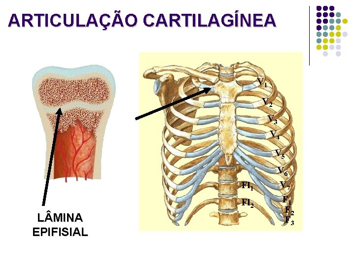 ARTICULAÇÃO CARTILAGÍNEA V 1 V 2 V 3 V 4 V 5 Fl 1