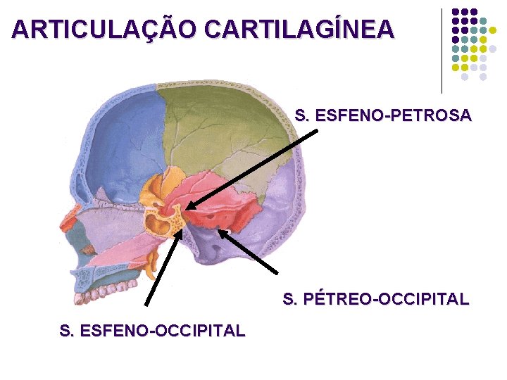 ARTICULAÇÃO CARTILAGÍNEA S. ESFENO-PETROSA S. PÉTREO-OCCIPITAL S. ESFENO-OCCIPITAL 