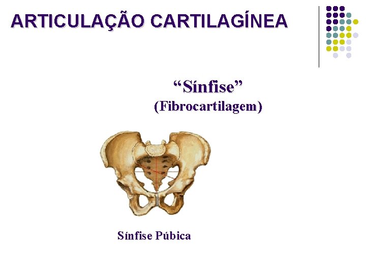 ARTICULAÇÃO CARTILAGÍNEA “Sínfise” (Fibrocartilagem) Sínfise Púbica 