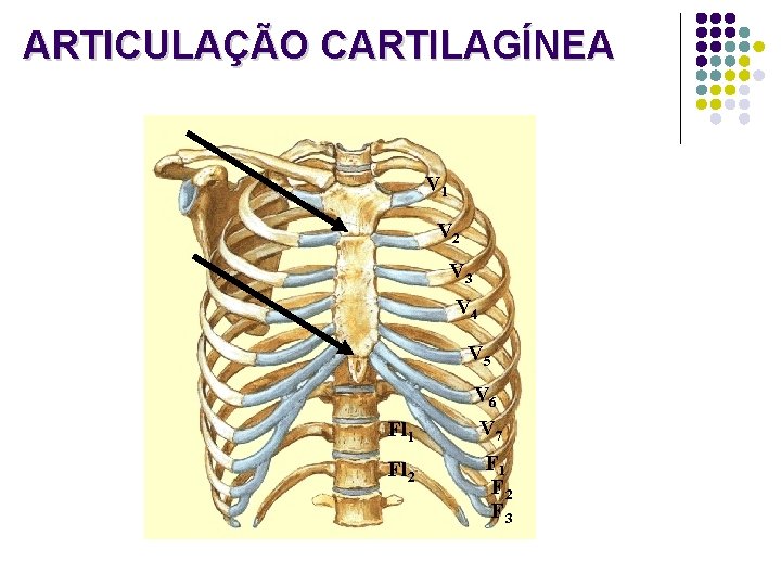 ARTICULAÇÃO CARTILAGÍNEA V 1 V 2 V 3 V 4 V 5 V 6