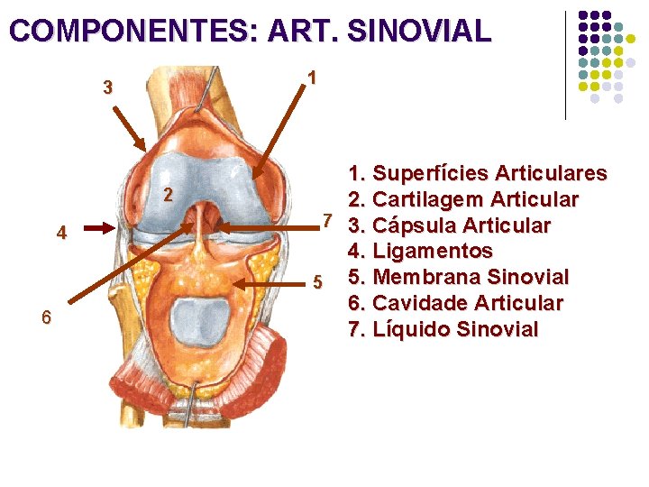 COMPONENTES: ART. SINOVIAL 1 3 2 4 6 1. Superfícies Articulares 2. Cartilagem Articular