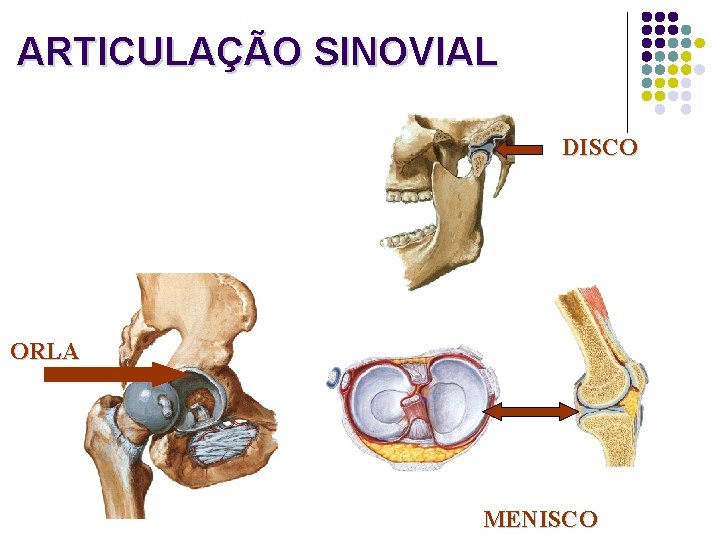 ARTICULAÇÃO SINOVIAL DISCO ORLA MENISCO 