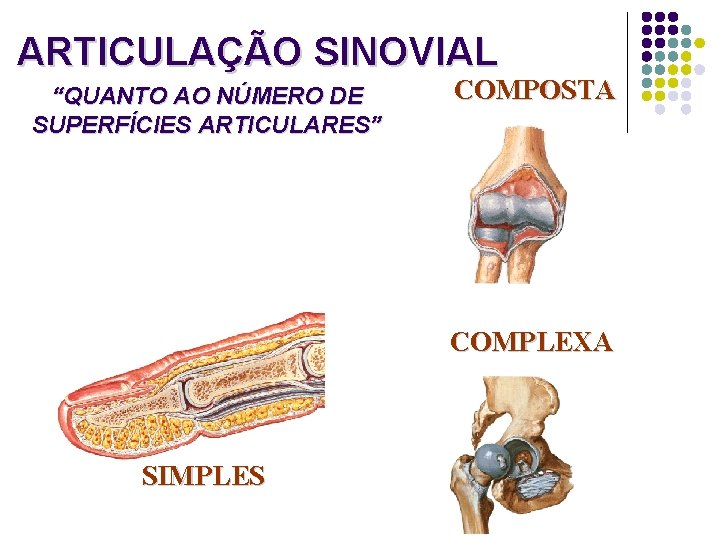 ARTICULAÇÃO SINOVIAL “QUANTO AO NÚMERO DE SUPERFÍCIES ARTICULARES” COMPOSTA COMPLEXA SIMPLES 