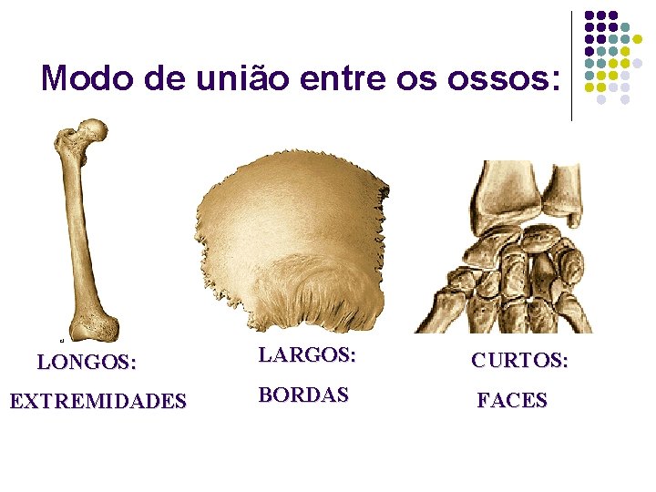 Modo de união entre os ossos: LONGOS: EXTREMIDADES LARGOS: CURTOS: BORDAS FACES 