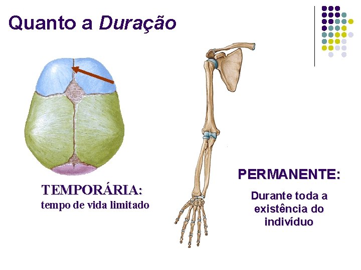 Quanto a Duração TEMPORÁRIA: tempo de vida limitado PERMANENTE: Durante toda a existência do