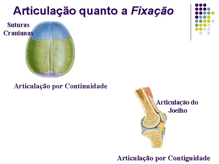 Articulação quanto a Fixação Suturas Cranianas Articulação por Continuidade Articulação do Joelho Articulação por
