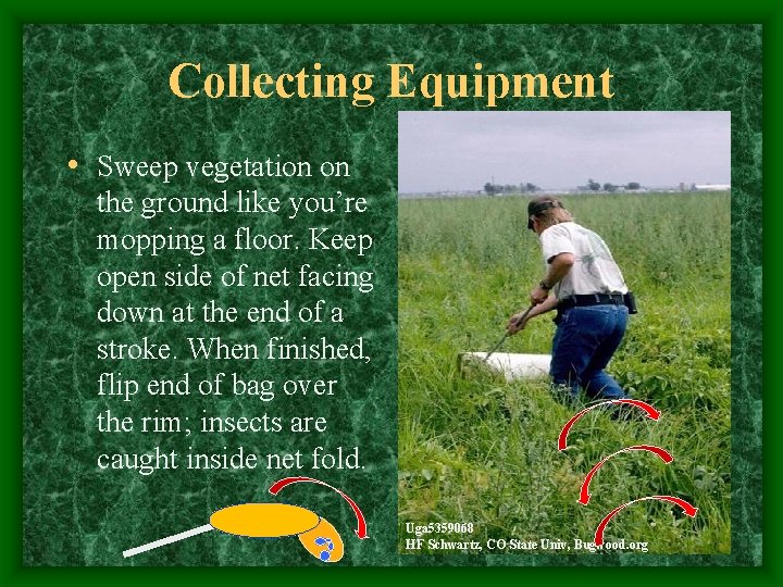 Collecting Equipment • Sweep vegetation on the ground like you’re mopping a floor. Keep
