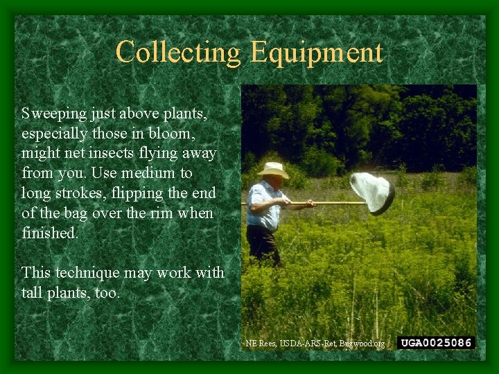Collecting Equipment Sweeping just above plants, especially those in bloom, might net insects flying
