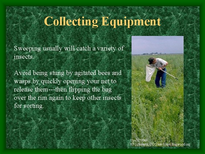 Collecting Equipment Sweeping usually will catch a variety of insects. Avoid being stung by
