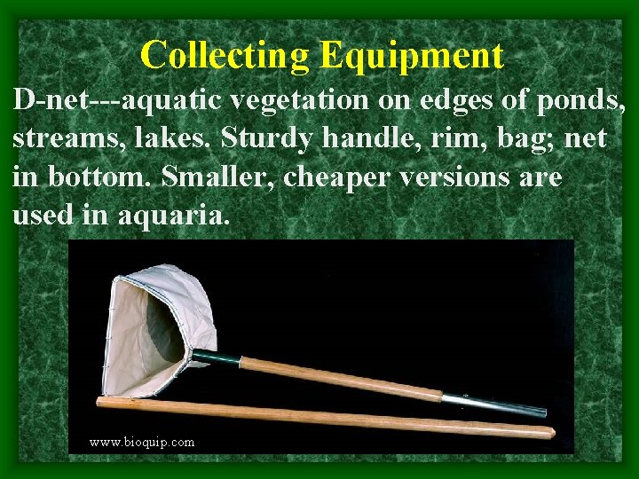 Collecting Equipment D-net---aquatic vegetation on edges of ponds, streams, lakes. Sturdy handle, rim, bag;