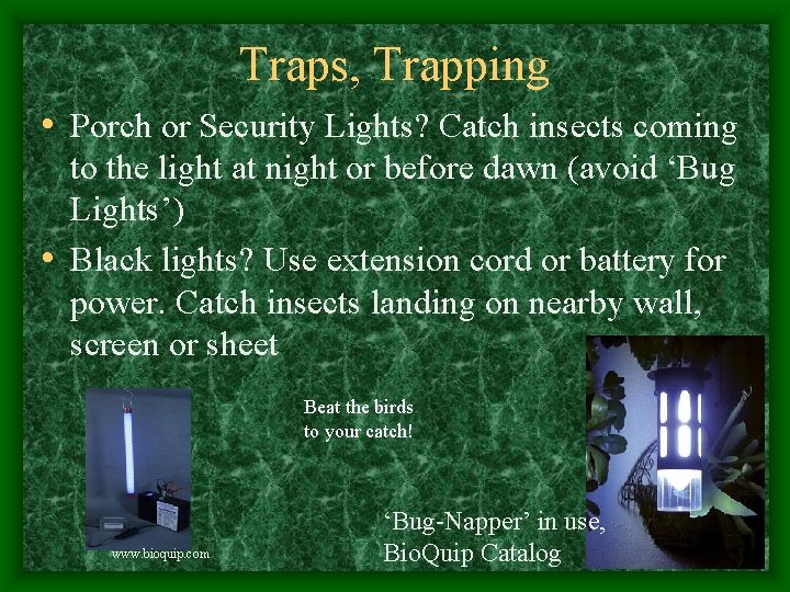 Traps, Trapping • Porch or Security Lights? Catch insects coming to the light at
