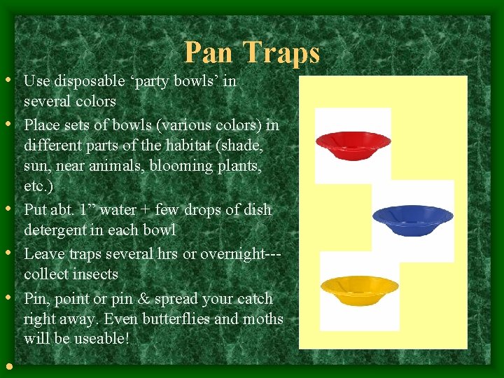 Pan Traps • Use disposable ‘party bowls’ in • • • several colors Place