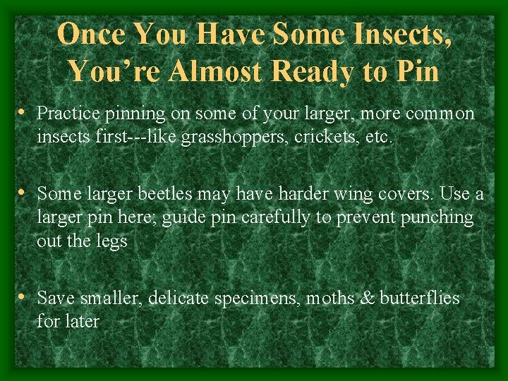 Once You Have Some Insects, You’re Almost Ready to Pin • Practice pinning on
