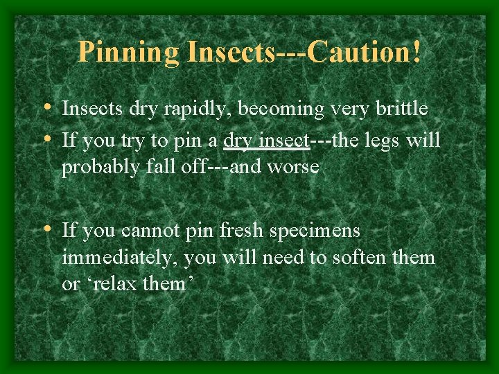 Pinning Insects---Caution! • Insects dry rapidly, becoming very brittle • If you try to