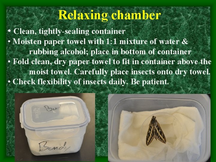 Relaxing chamber • Clean, tightly-sealing container • Moisten paper towel with 1: 1 mixture