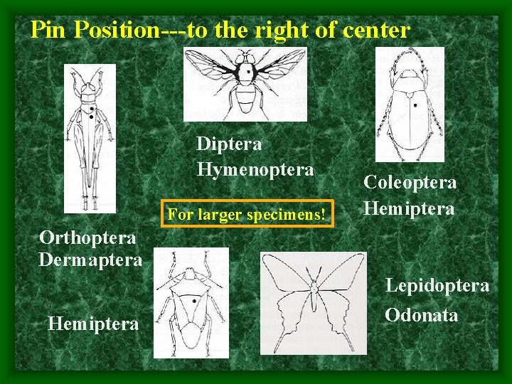 Pin Position---to the right of center. Diptera Hymenoptera For larger specimens! Coleoptera Hemiptera Orthoptera