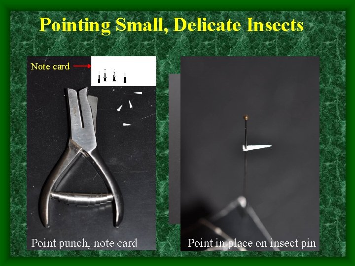 Pointing Small, Delicate Insects Note card Point punch, note card Point in place on