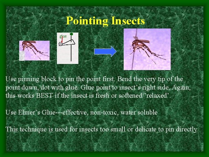 Pointing Insects glue Use pinning block to pin the point first. Bend the very