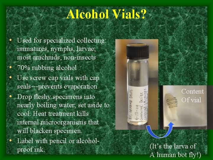 Alcohol Vials? • Used for specialized collecting: • • immatures, nymphs, larvae; most arachnids,