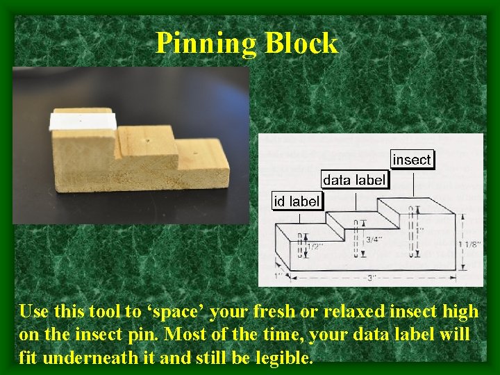 Pinning Block Use this tool to ‘space’ your fresh or relaxed insect high on