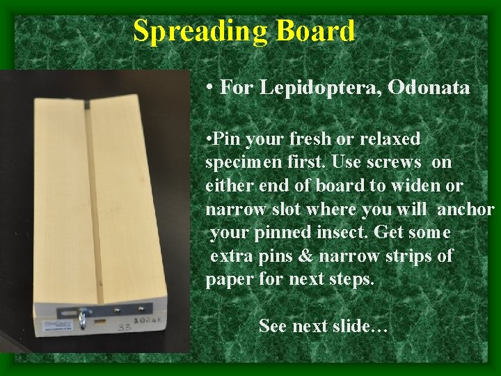 Spreading Board • For Lepidoptera, Odonata • Pin your fresh or relaxed specimen first.