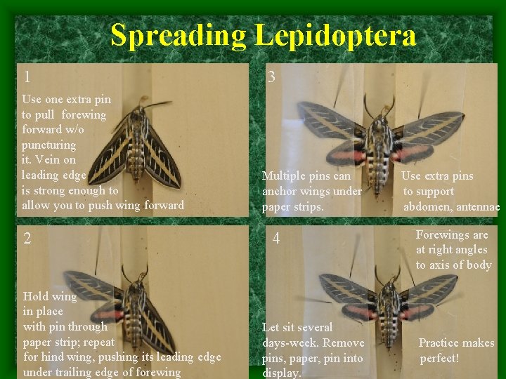 Spreading Lepidoptera 1 Use one extra pin to pull forewing forward w/o puncturing it.