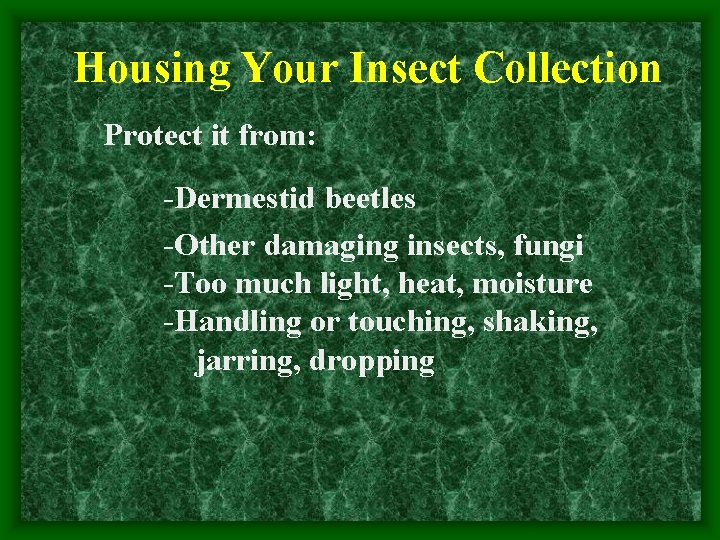 Housing Your Insect Collection Protect it from: -Dermestid beetles -Other damaging insects, fungi -Too