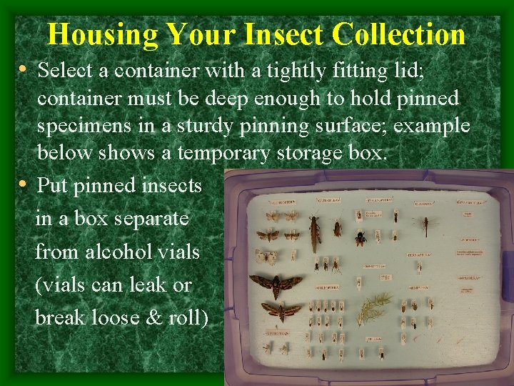Housing Your Insect Collection • Select a container with a tightly fitting lid; container