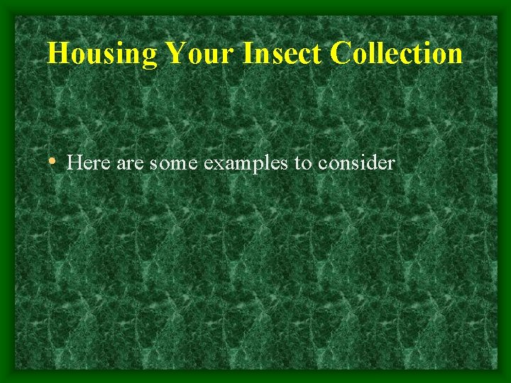 Housing Your Insect Collection • Here are some examples to consider 