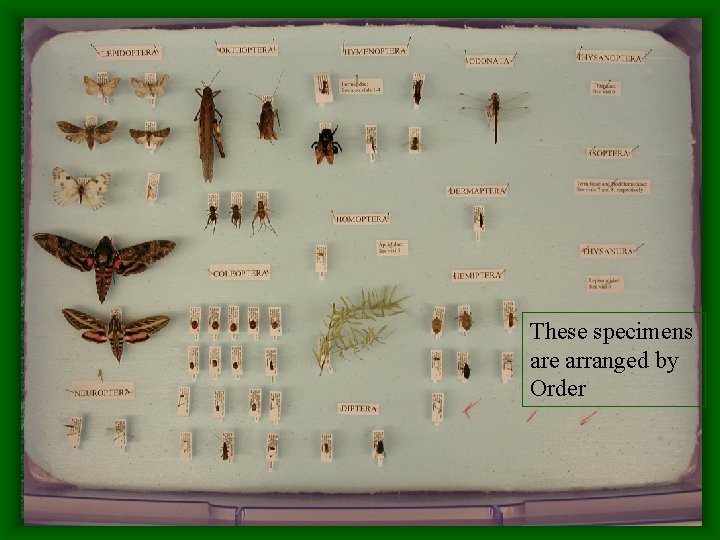 These specimens are arranged by Order 