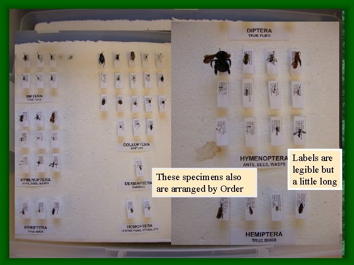 These specimens also are arranged by Order Labels are legible but a little long