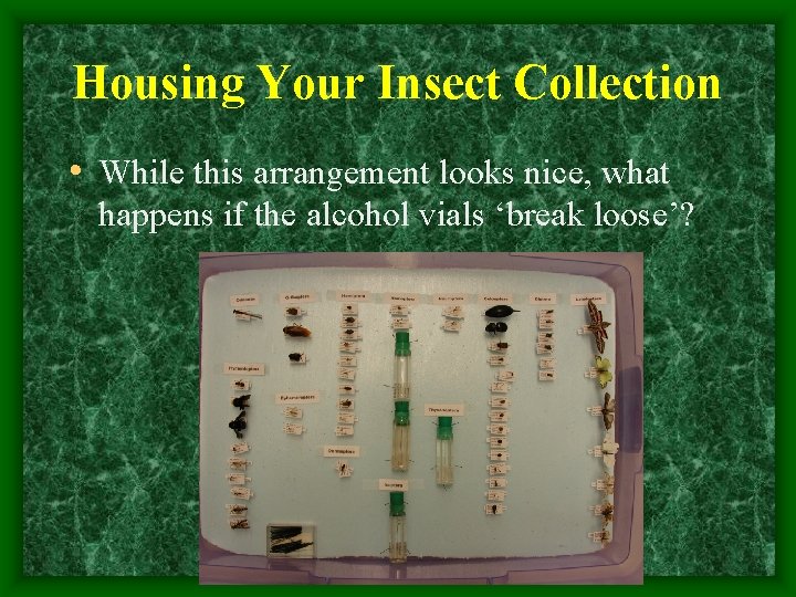 Housing Your Insect Collection • While this arrangement looks nice, what happens if the