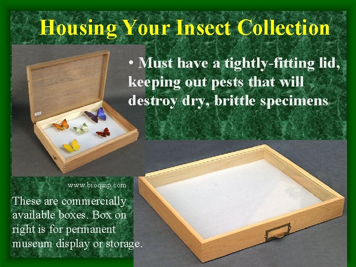 Housing Your Insect Collection • Must have a tightly-fitting lid, keeping out pests that