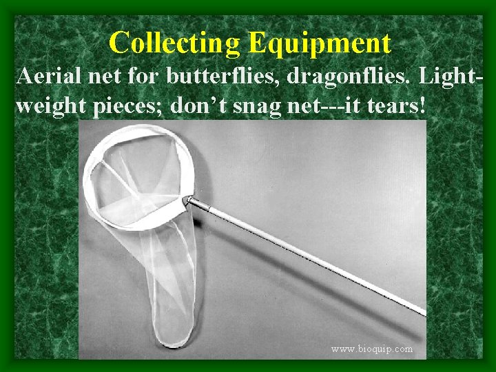 Collecting Equipment Aerial net for butterflies, dragonflies. Lightweight pieces; don’t snag net---it tears! www.