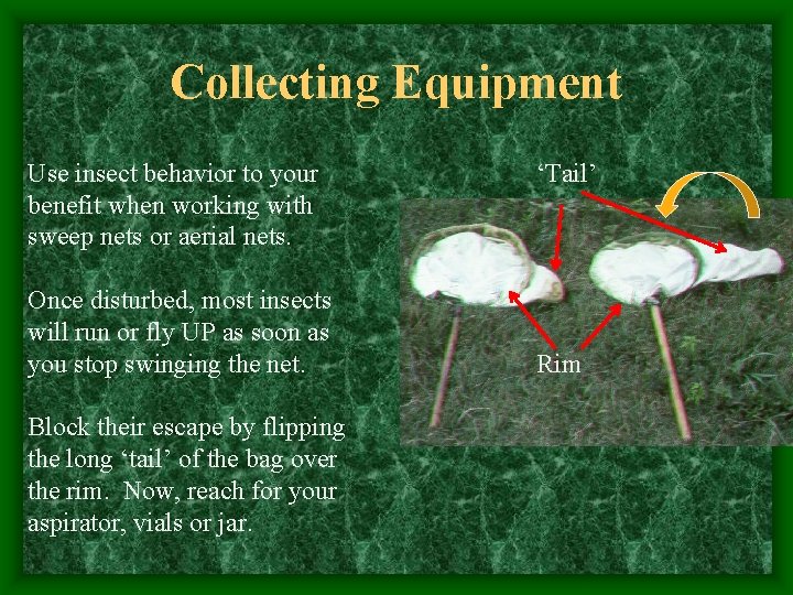 Collecting Equipment Use insect behavior to your benefit when working with sweep nets or