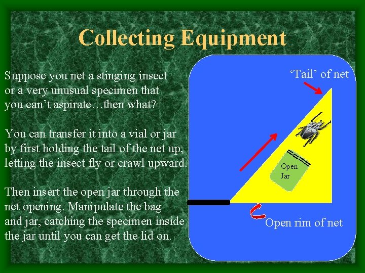 Collecting Equipment Suppose you net a stinging insect or a very unusual specimen that