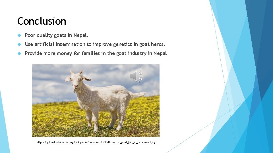 Conclusion Poor quality goats in Nepal. Use artificial insemination to improve genetics in goat