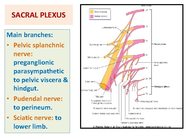 SACRAL PLEXUS Main branches: • Pelvic splanchnic nerve: preganglionic parasympathetic to pelvic viscera &
