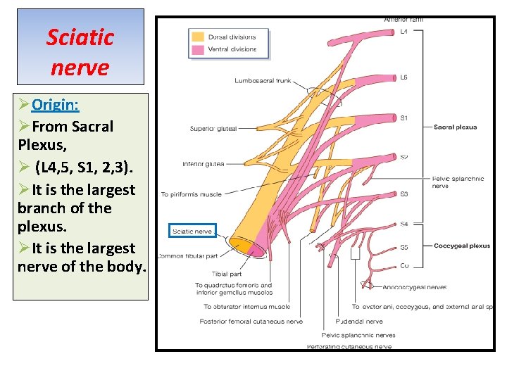 Sciatic nerve ØOrigin: ØFrom Sacral Plexus, Ø (L 4, 5, S 1, 2, 3).