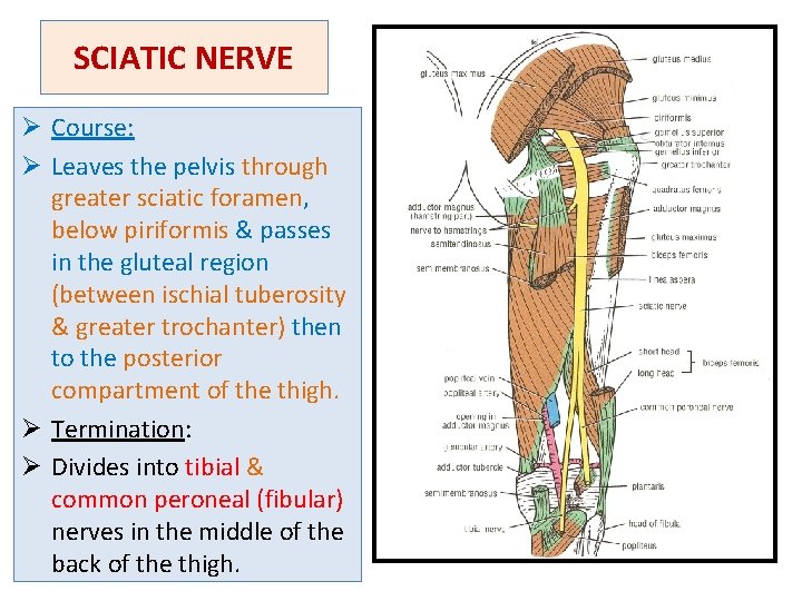 SCIATIC NERVE Ø Course: Ø Leaves the pelvis through greater sciatic foramen, below piriformis