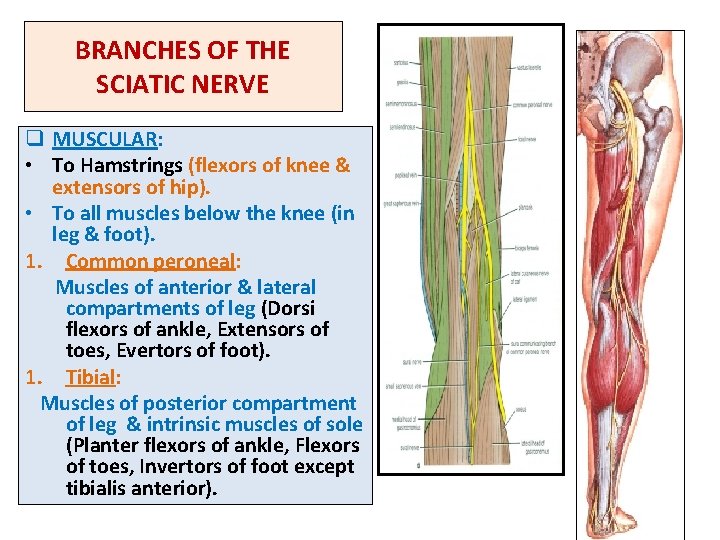 BRANCHES OF THE SCIATIC NERVE q MUSCULAR: • To Hamstrings (flexors of knee &