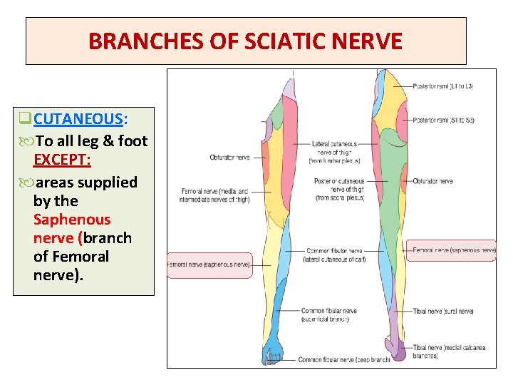 BRANCHES OF SCIATIC NERVE q. CUTANEOUS: To all leg & foot EXCEPT: areas supplied