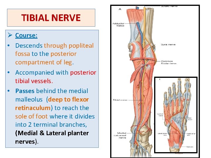 TIBIAL NERVE Ø Course: • Descends through popliteal fossa to the posterior compartment of
